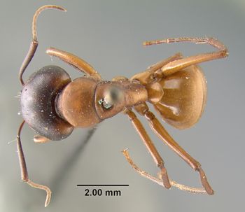Media type: image;   Entomology 21457 Aspect: habitus dorsal view